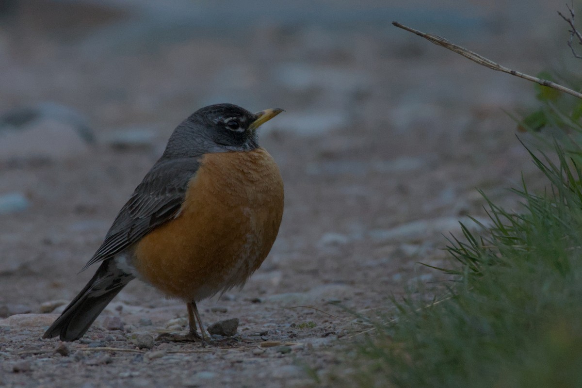 American Robin - Carson Kearns