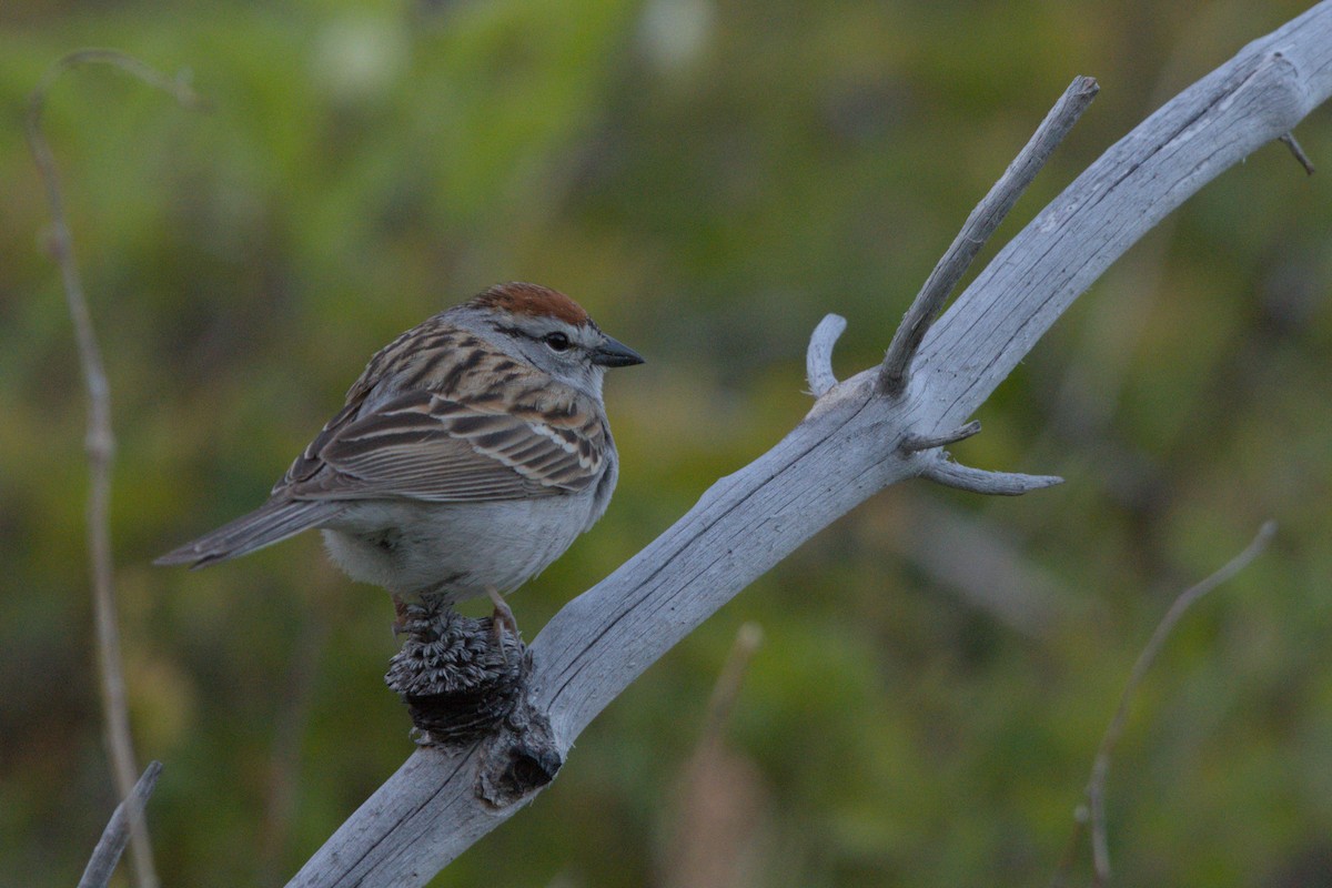 Chipping Sparrow - ML620558405