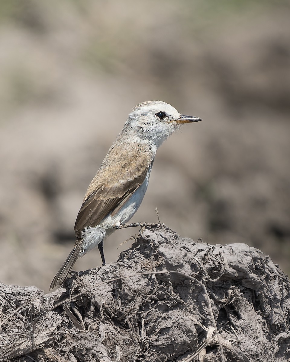 White-headed Marsh Tyrant - ML620558408