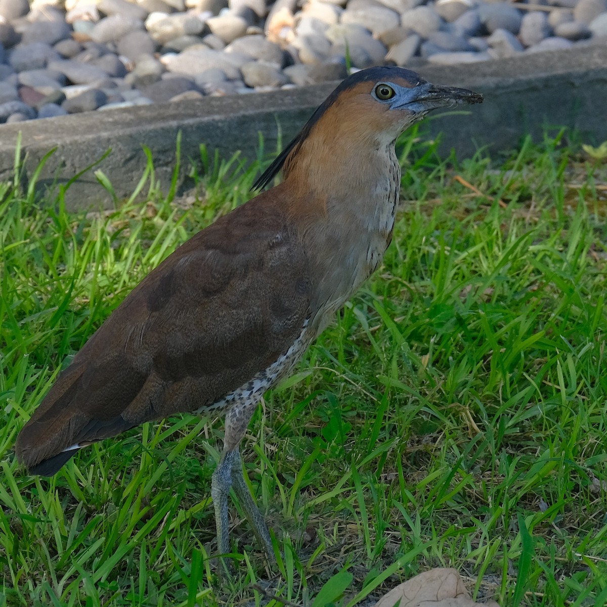 Malayan Night Heron - ML620558409