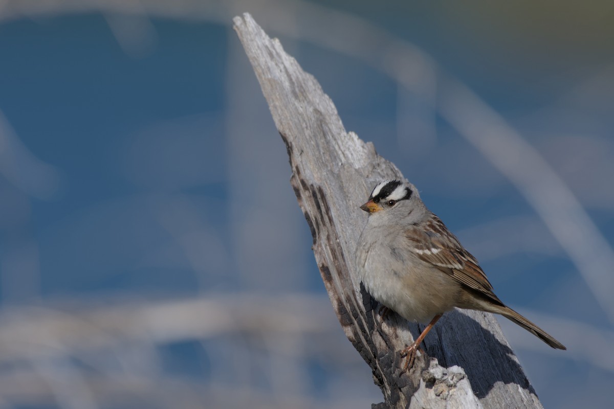 White-crowned Sparrow - ML620558410