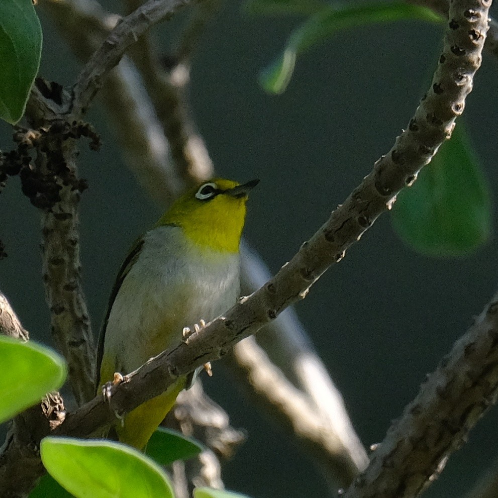 Swinhoe's White-eye - ML620558414