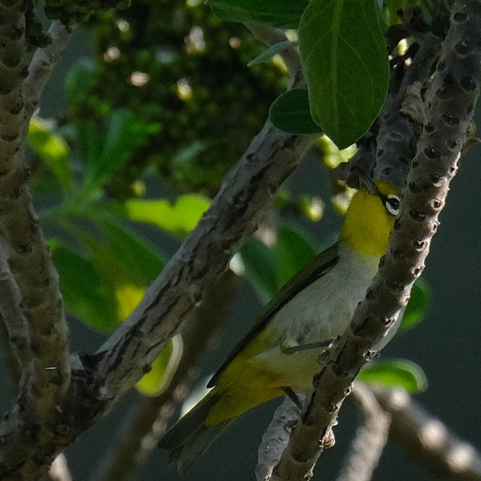 Swinhoe's White-eye - ML620558415