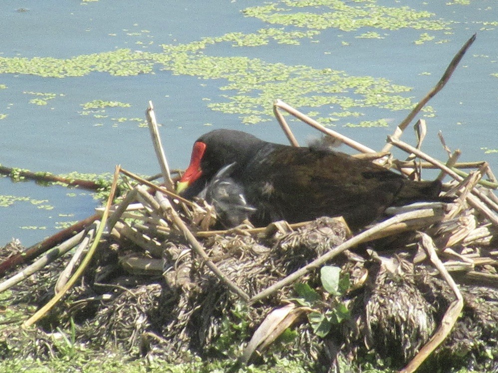 Common Gallinule - ML620558420