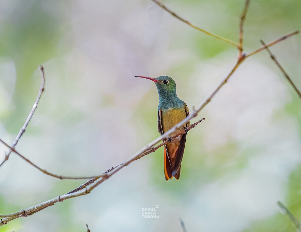 Buff-bellied Hummingbird - Daniel  Garza Tobón