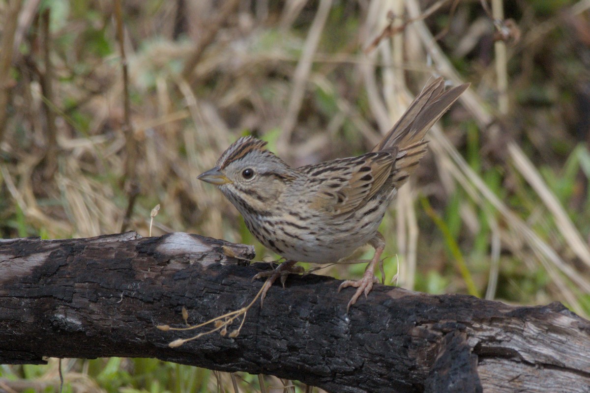 Lincoln's Sparrow - ML620558439