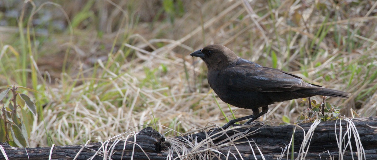 Brown-headed Cowbird - ML620558440