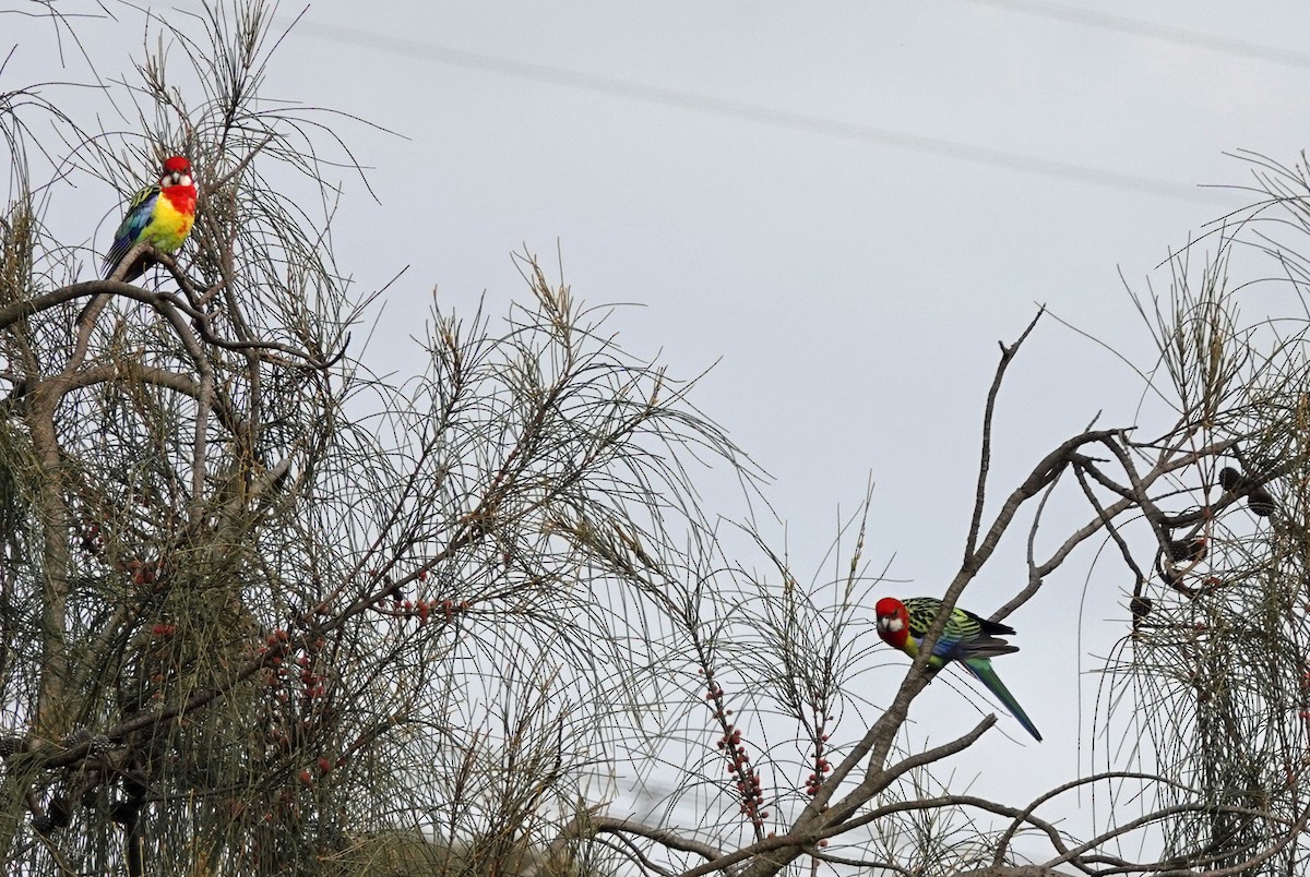 Eastern Rosella - ML620558441