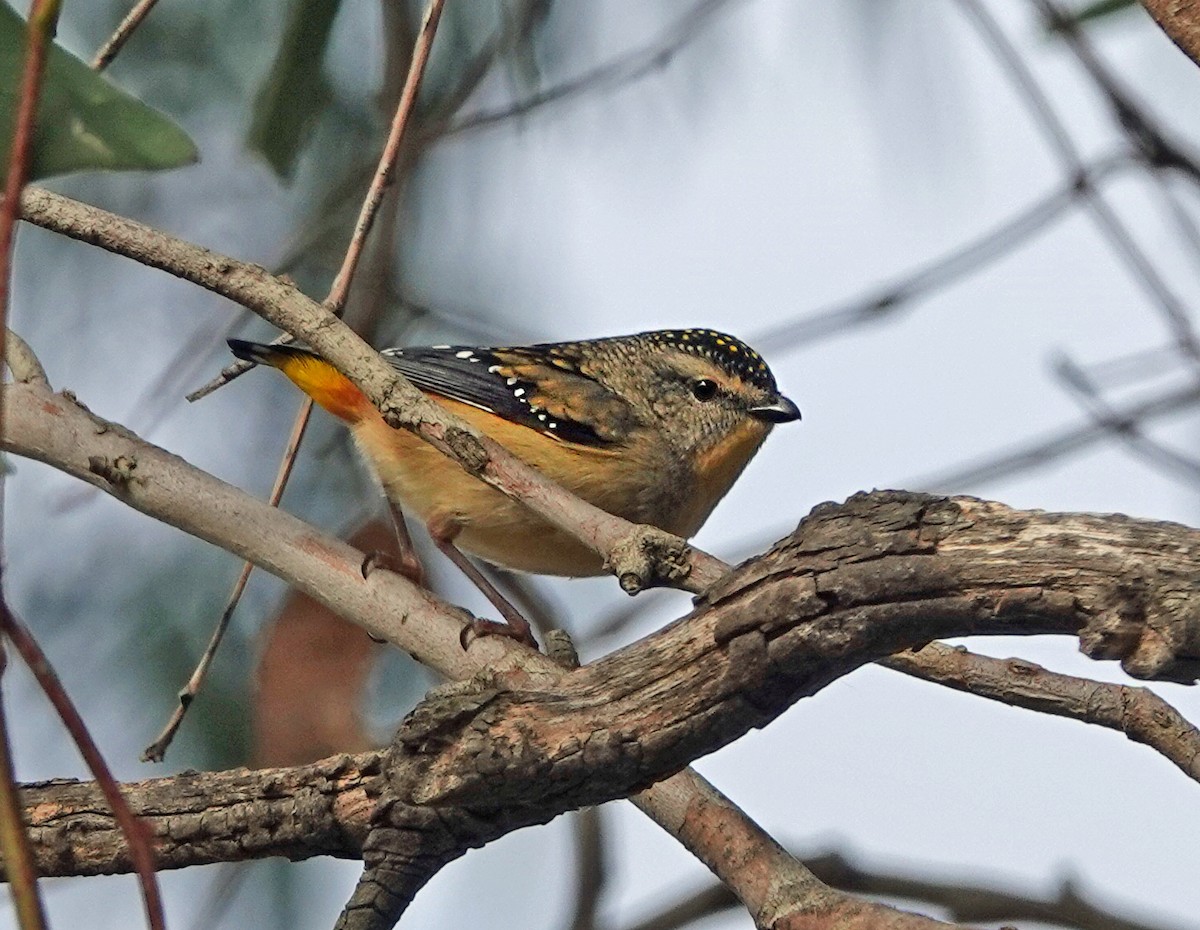 Spotted Pardalote - ML620558448