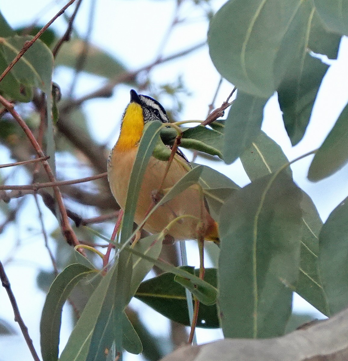 Spotted Pardalote - ML620558449