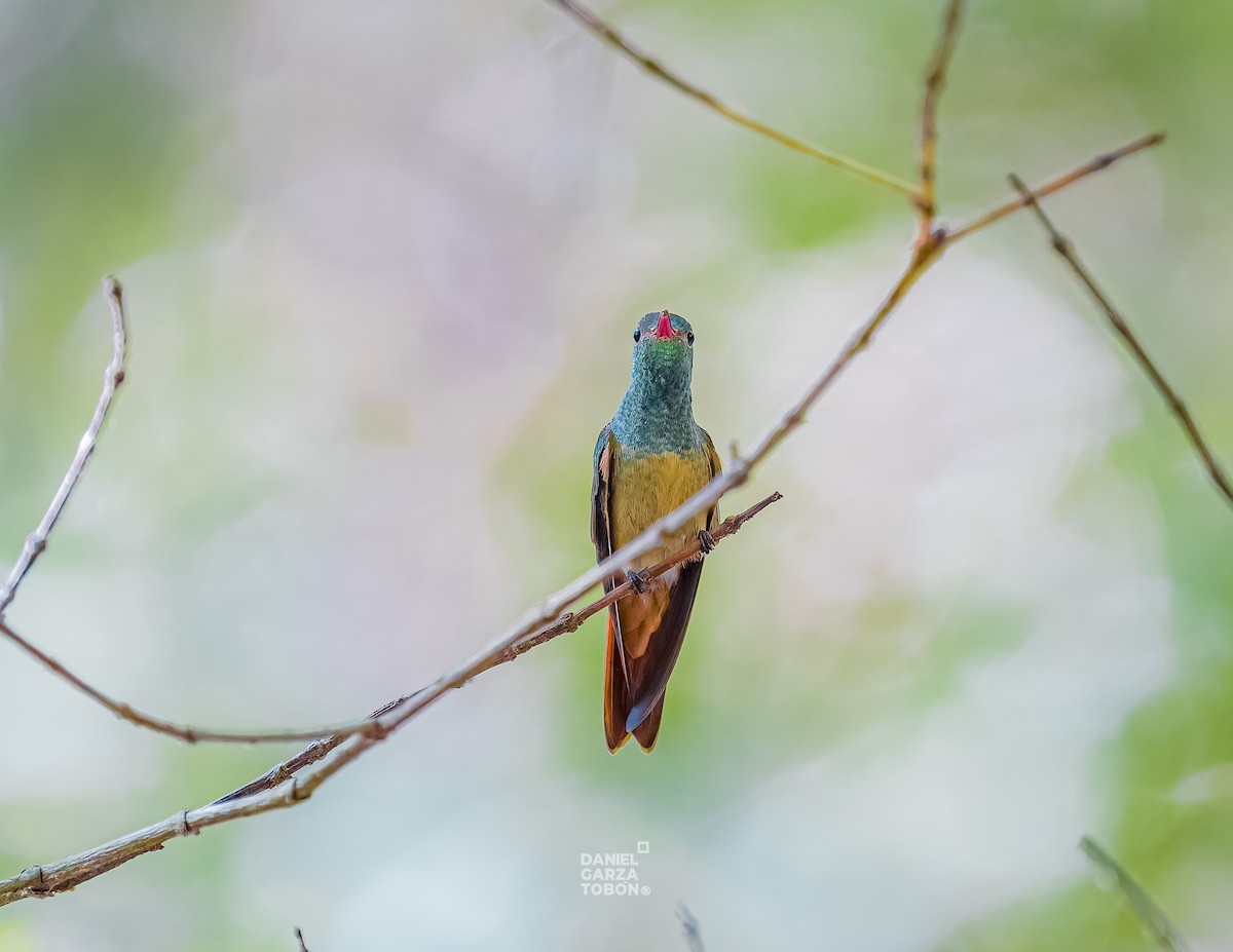 Buff-bellied Hummingbird - ML620558461