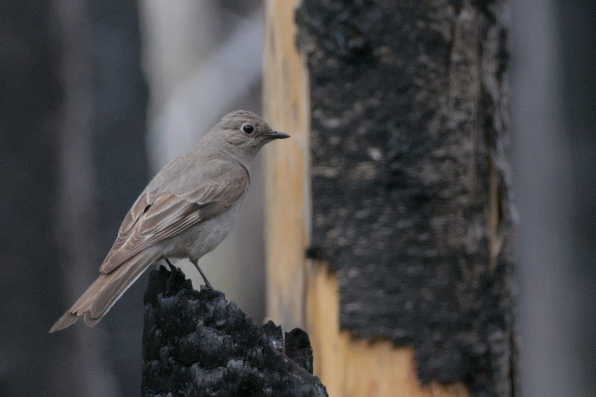 Townsend's Solitaire - ML620558463