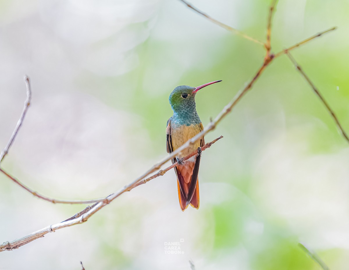 kolibřík yukatanský - ML620558466