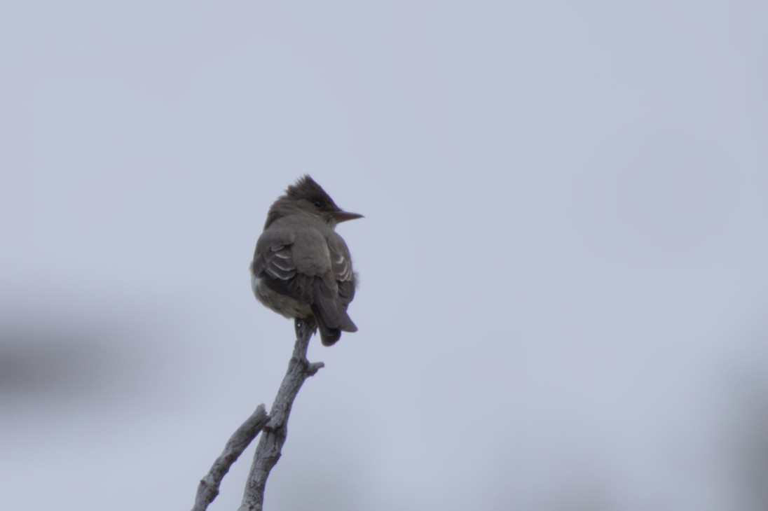 Olive-sided Flycatcher - ML620558472