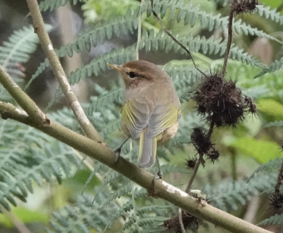 Brown Woodland-Warbler - ML620558473