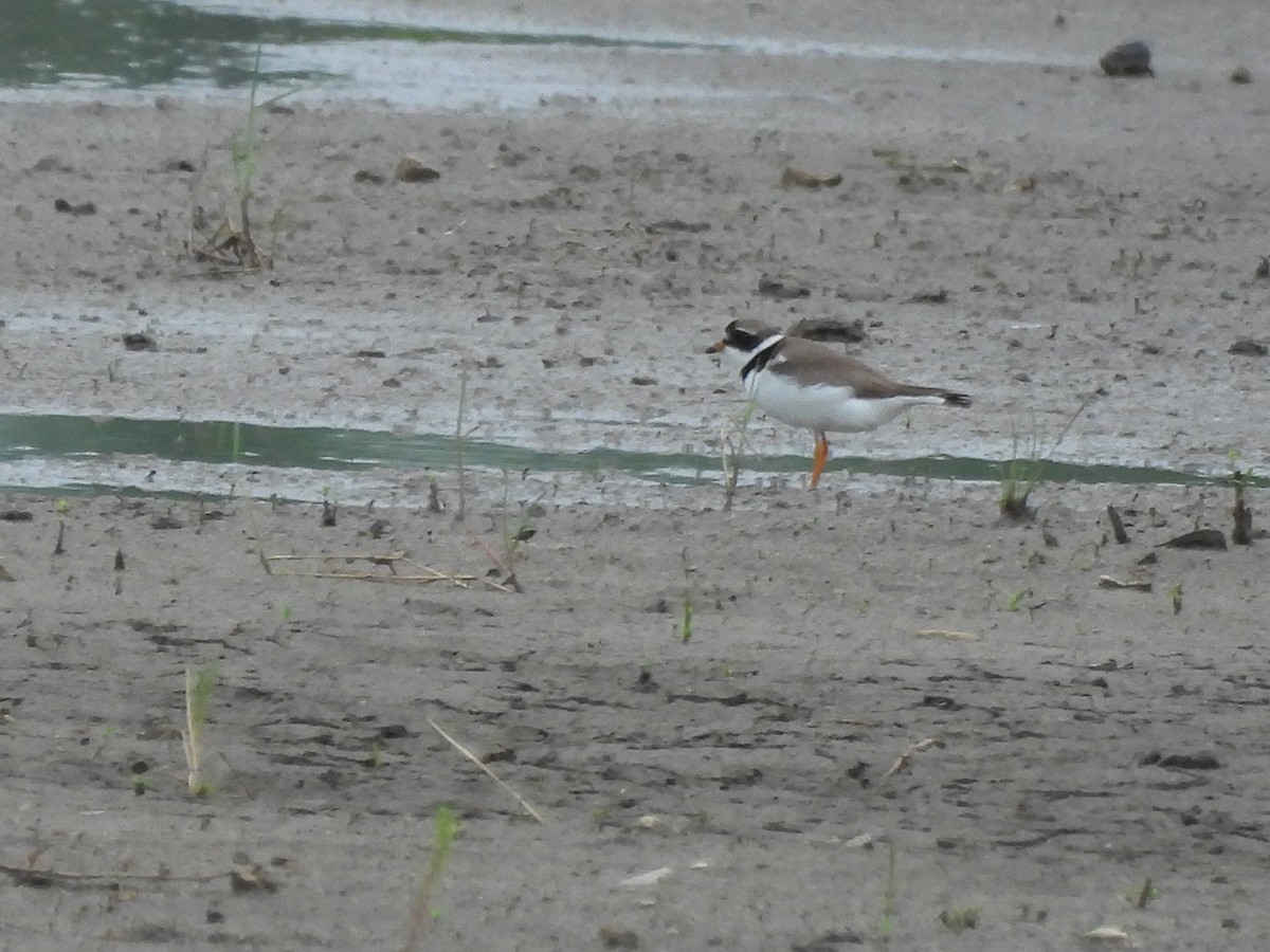 Semipalmated Plover - ML620558476