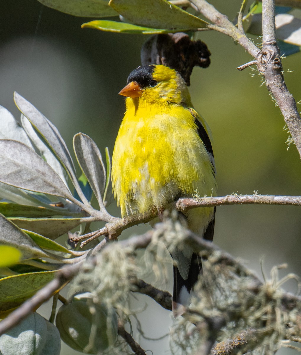 American Goldfinch - ML620558477