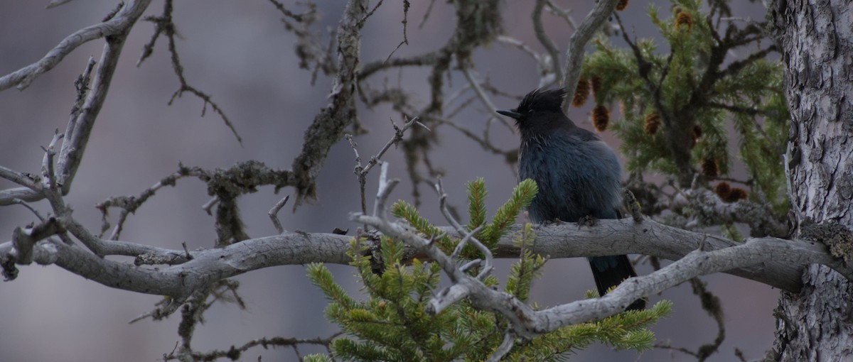 Steller's Jay - ML620558479