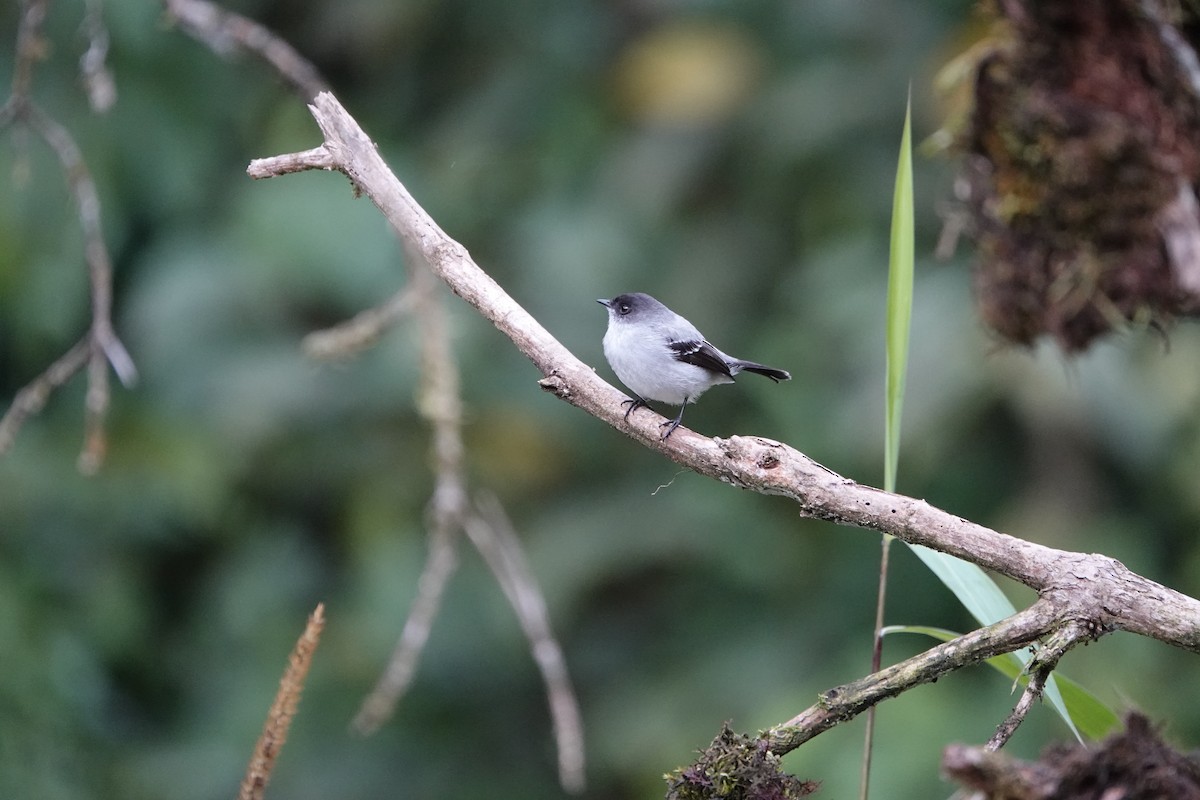 Torrent Tyrannulet - ML620558480