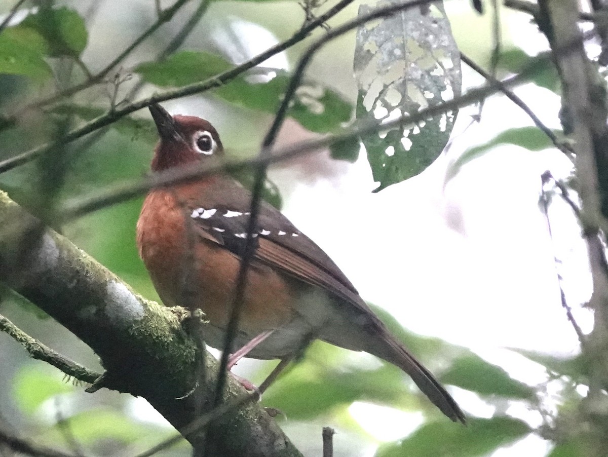 Abyssinian Ground-Thrush - ML620558485