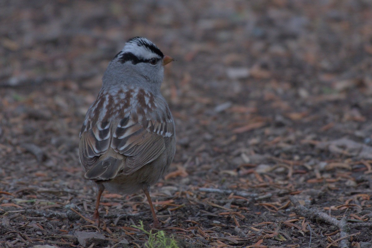 White-crowned Sparrow - ML620558487