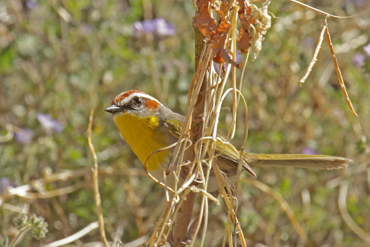 Rufous-capped Warbler - ML620558488