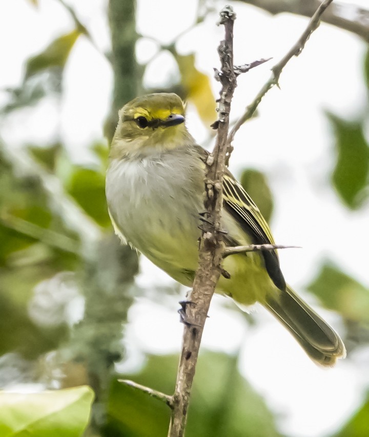 Tyranneau à face d'or - ML620558491