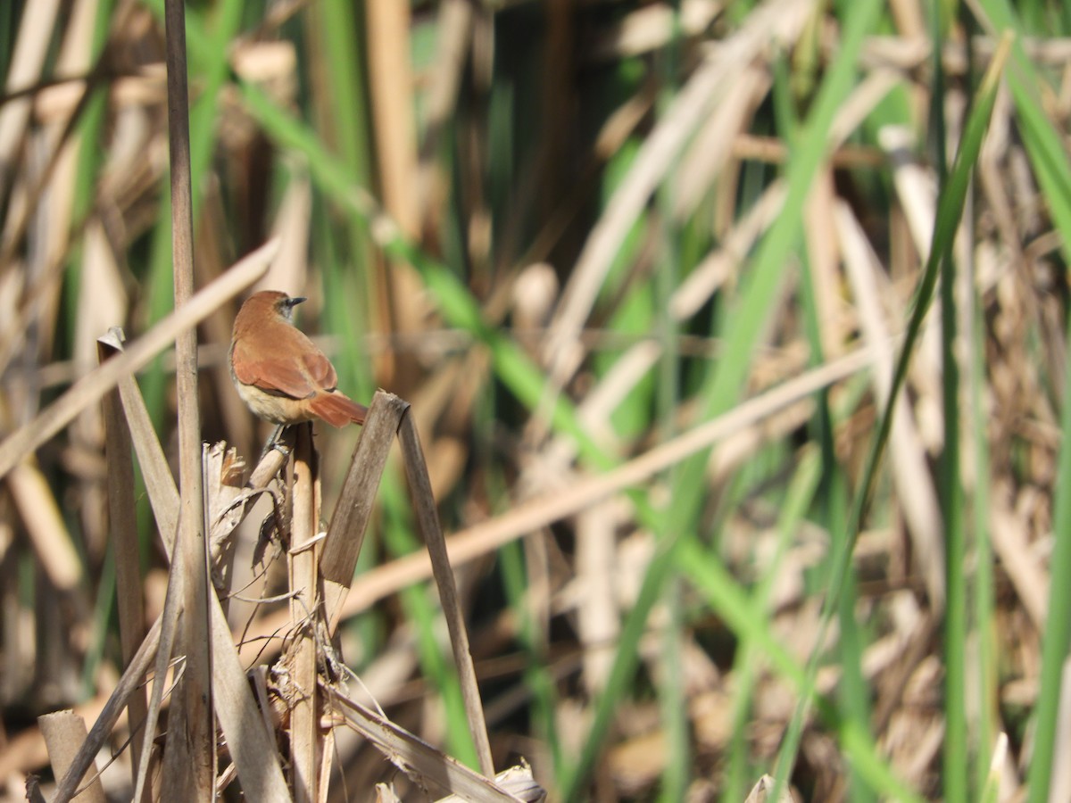 Yellow-chinned Spinetail - ML620558501
