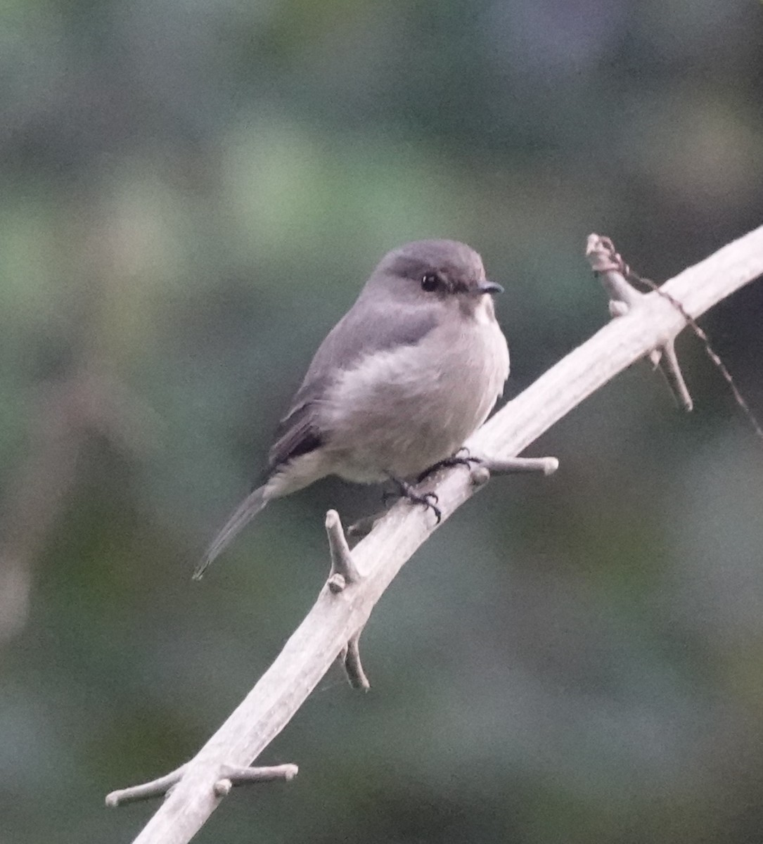 African Dusky Flycatcher - ML620558502