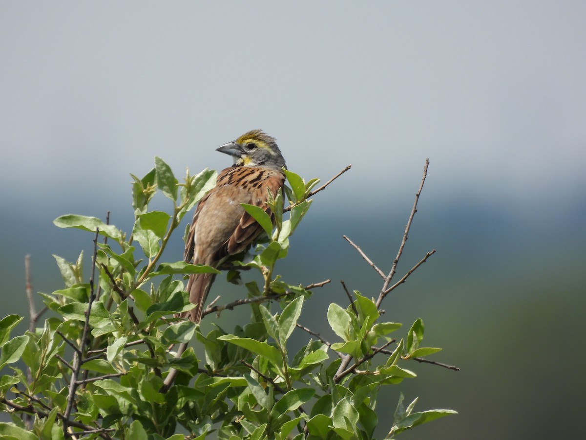 Dickcissel - ML620558514