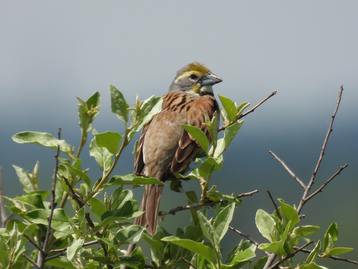 Dickcissel - ML620558517