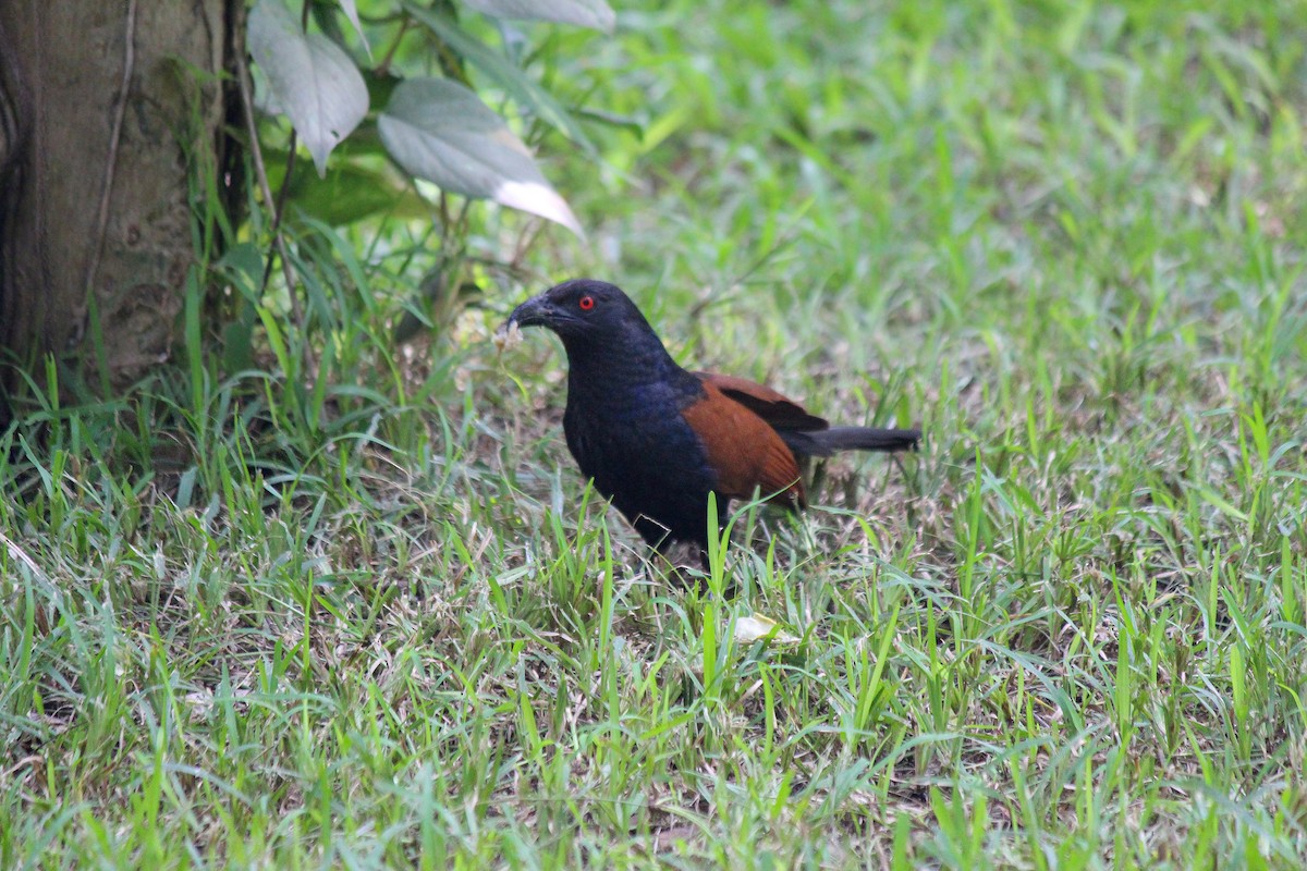 Greater Coucal - ML620558519