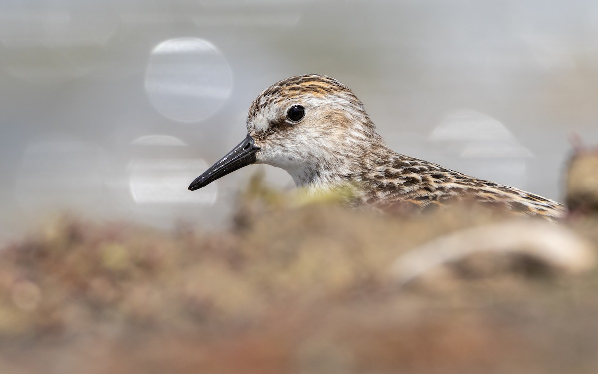 Semipalmated Sandpiper - ML620558520