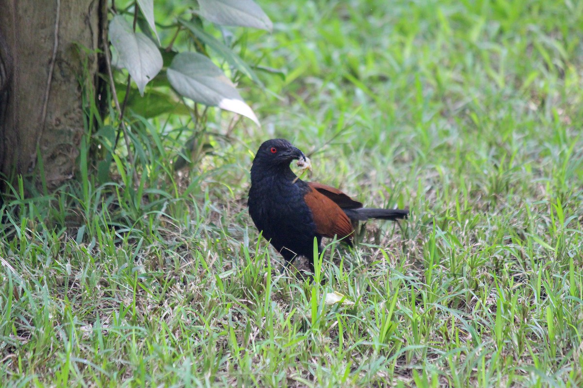 Greater Coucal - ML620558522