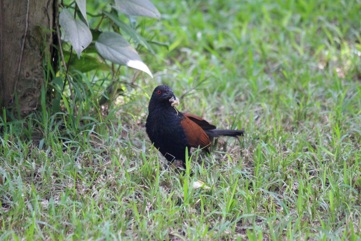 Greater Coucal - ML620558523