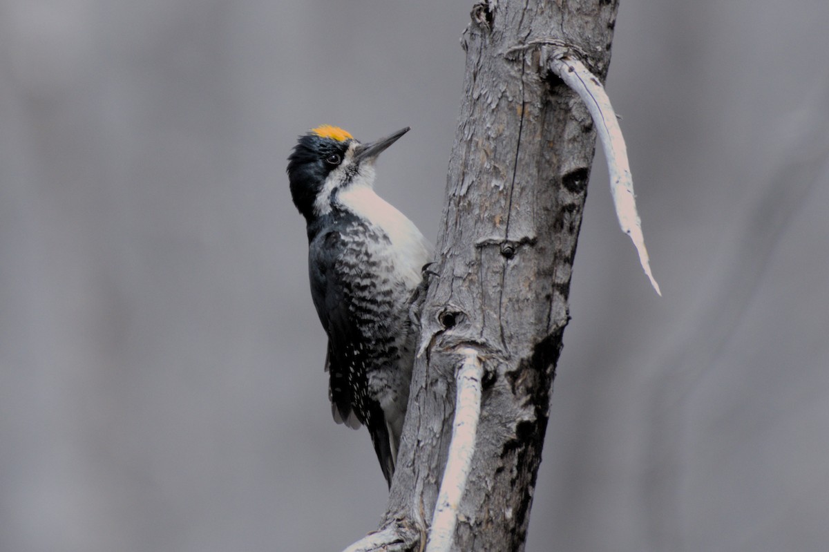 Black-backed Woodpecker - ML620558529