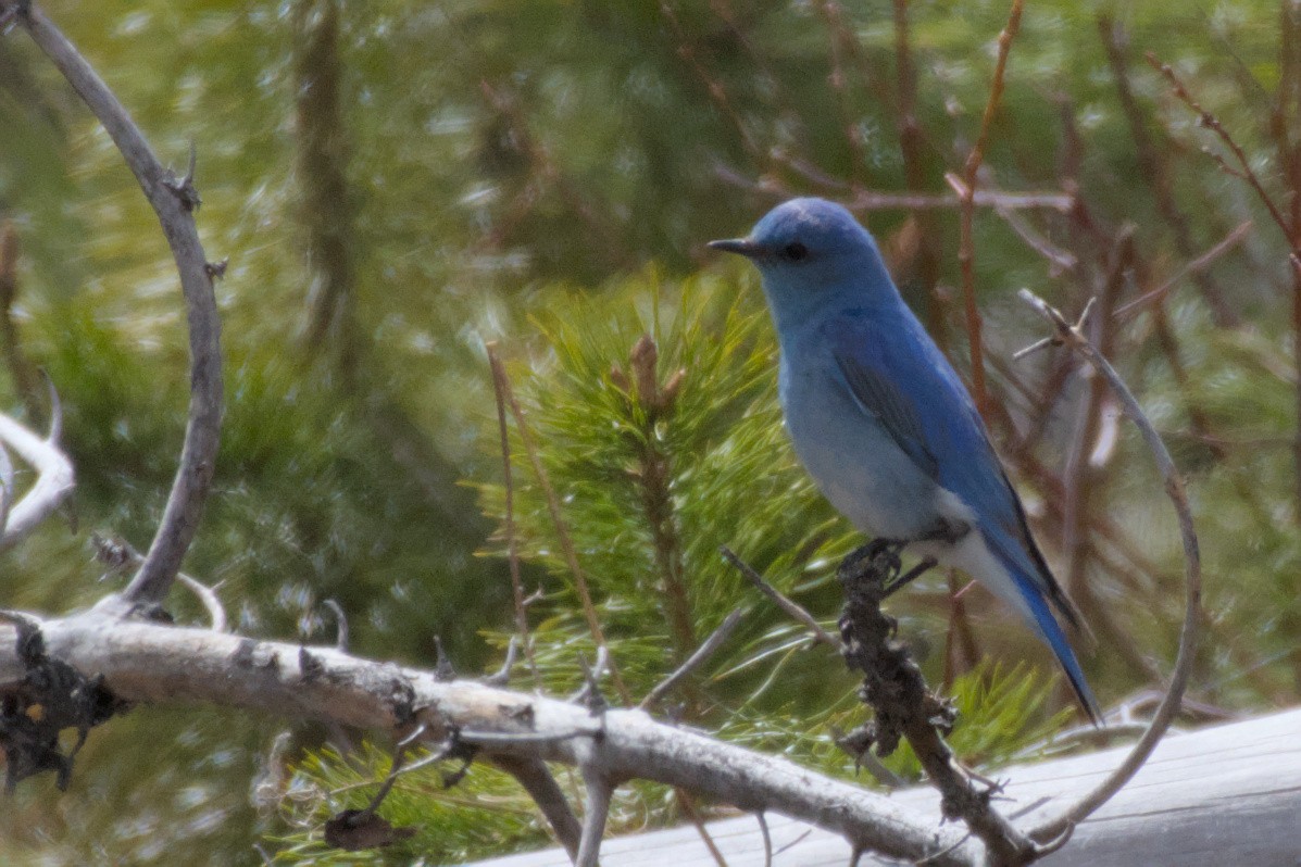 Mountain Bluebird - Carson Kearns