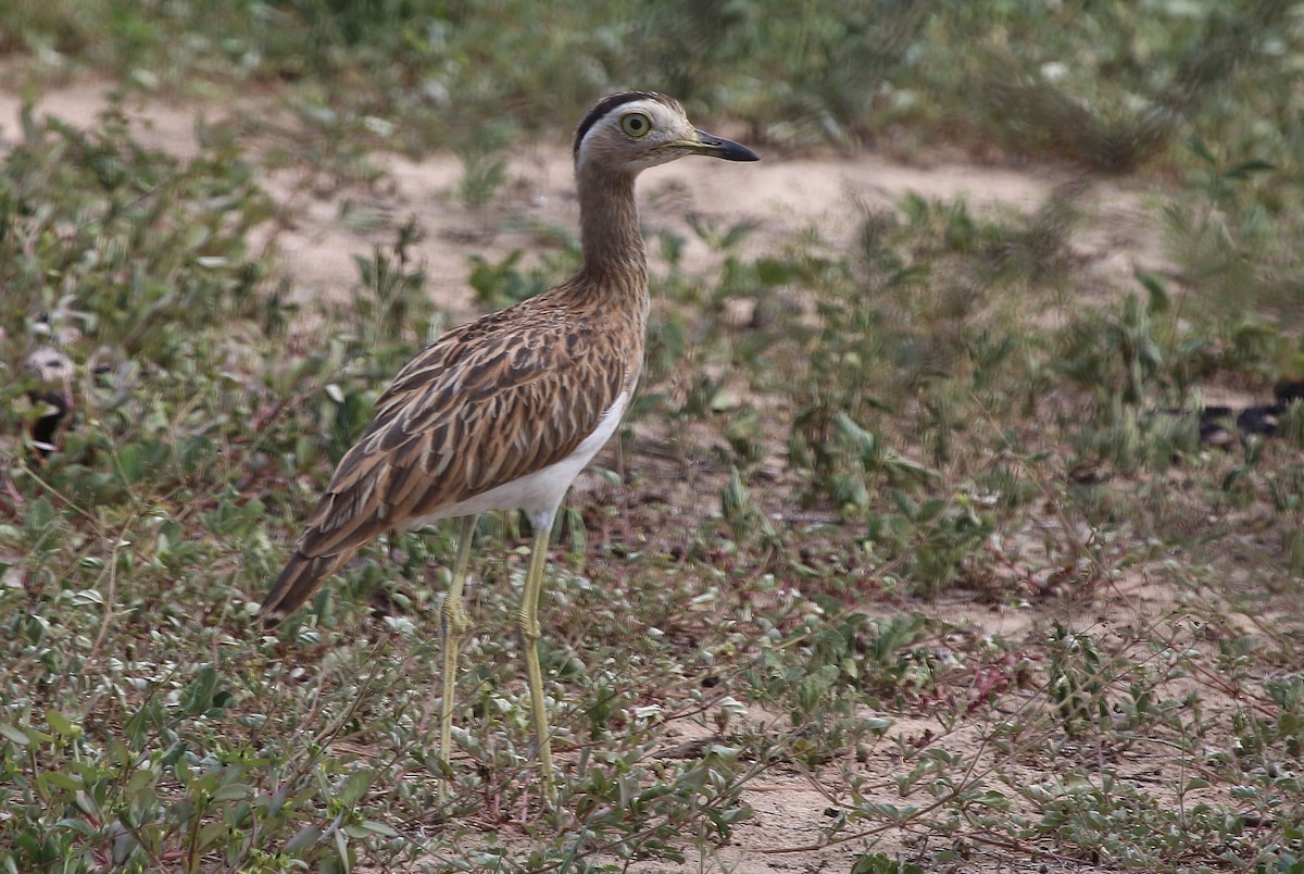 Double-striped Thick-knee - ML620558535