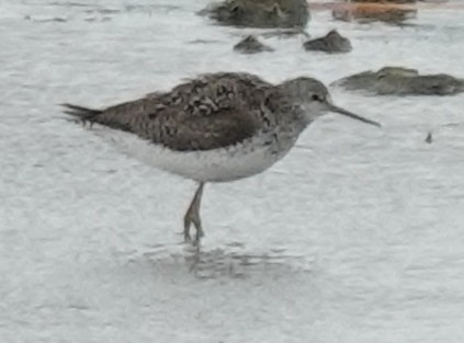 Stilt Sandpiper - ML620558544