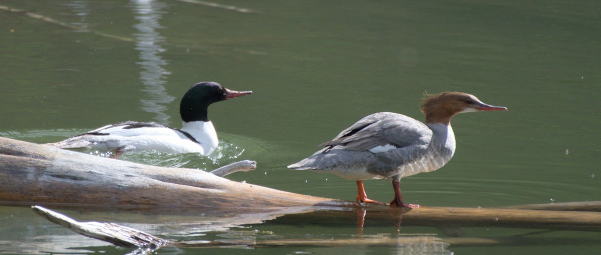 Common Merganser - ML620558555