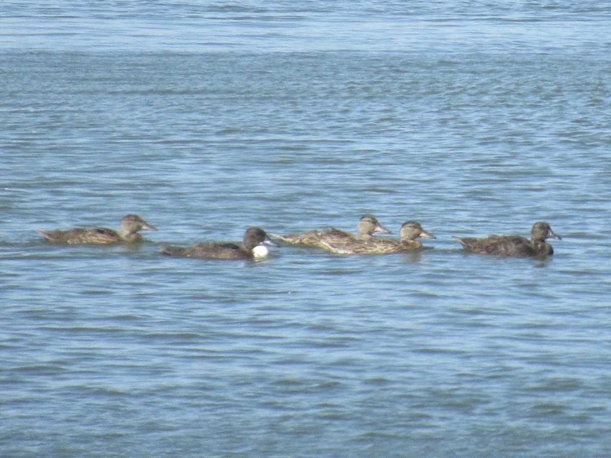 Canard colvert (forme domestique) - ML620558559