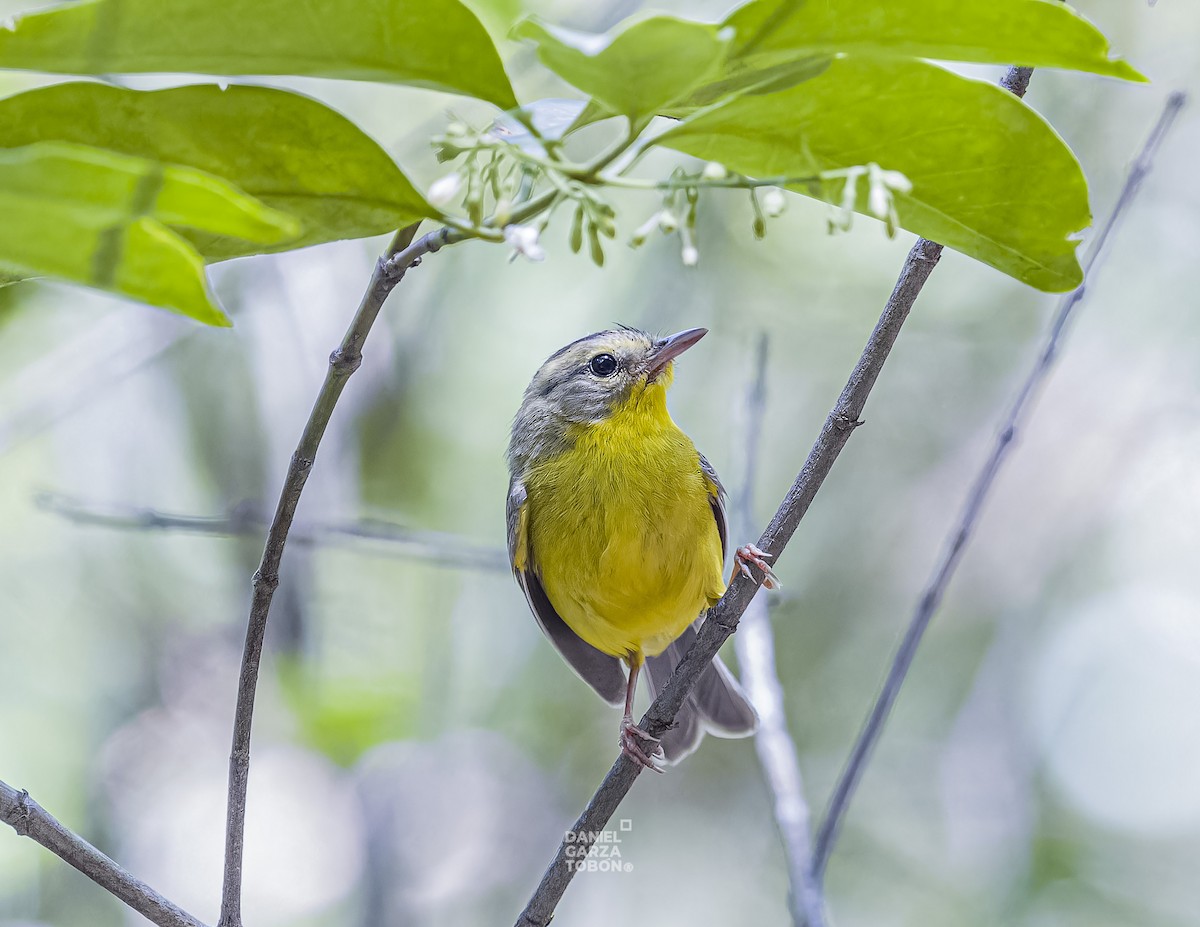 Golden-crowned Warbler - ML620558568