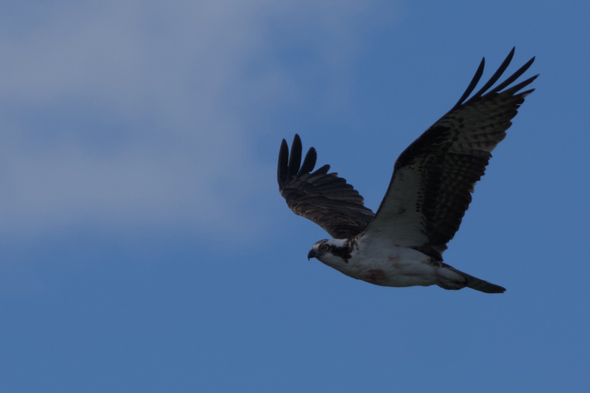 Osprey - ML620558572