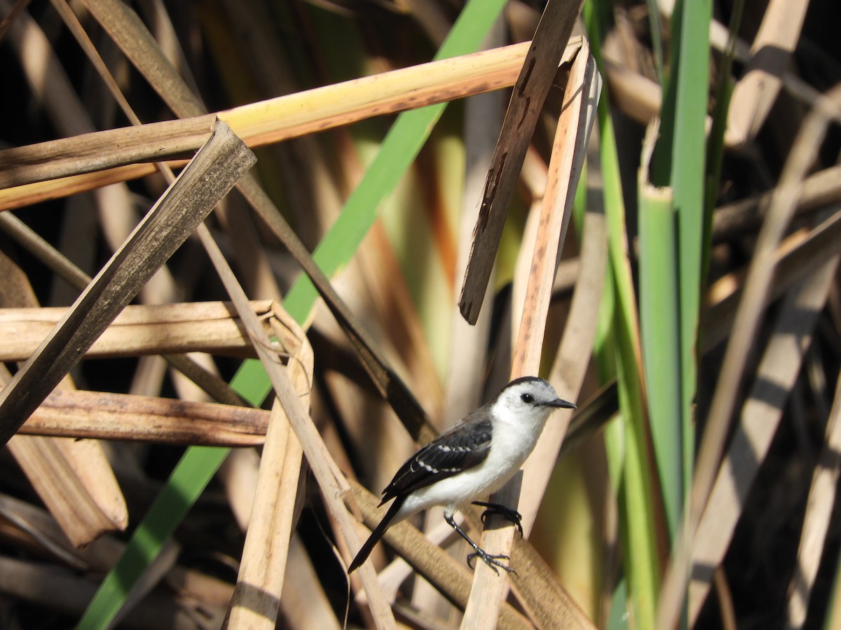 Black-backed Water-Tyrant - ML620558573