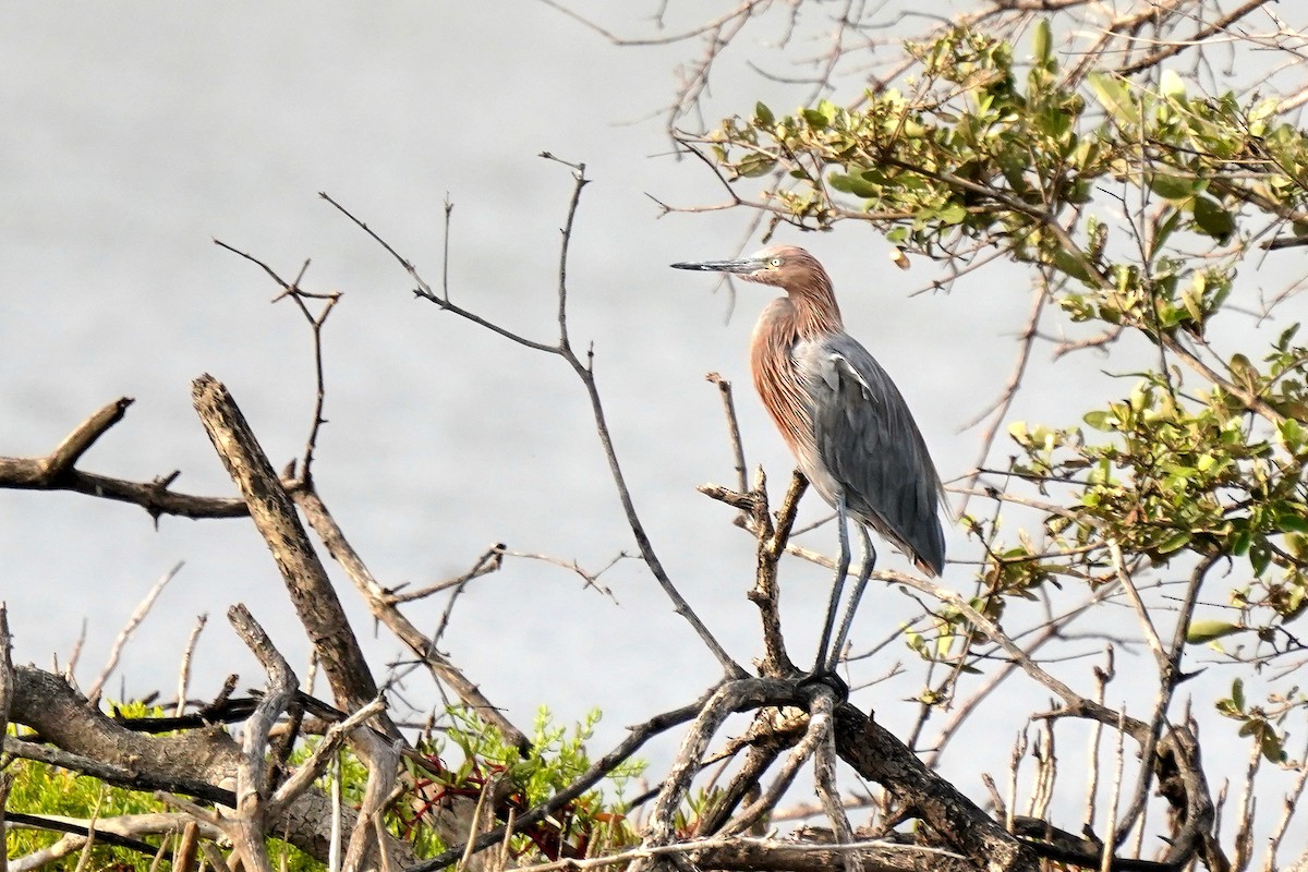 Reddish Egret - ML620558575