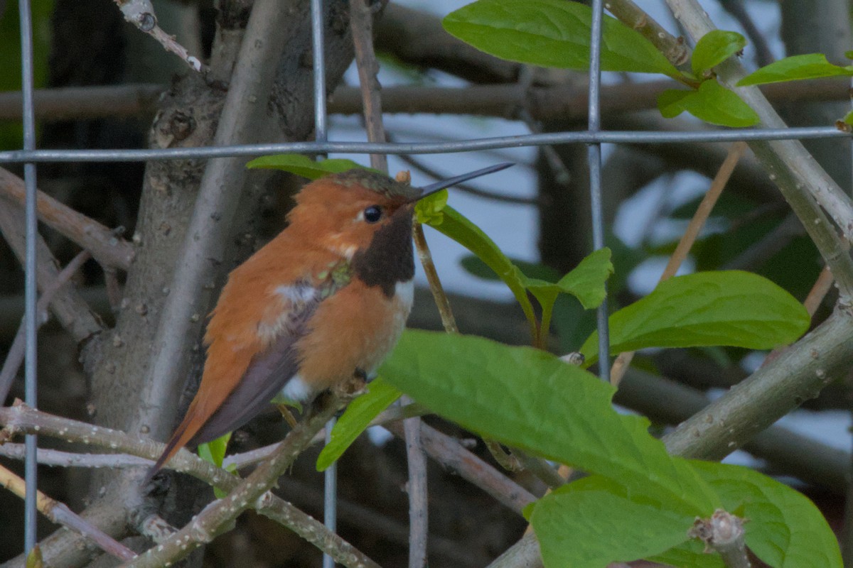 Rufous Hummingbird - ML620558587