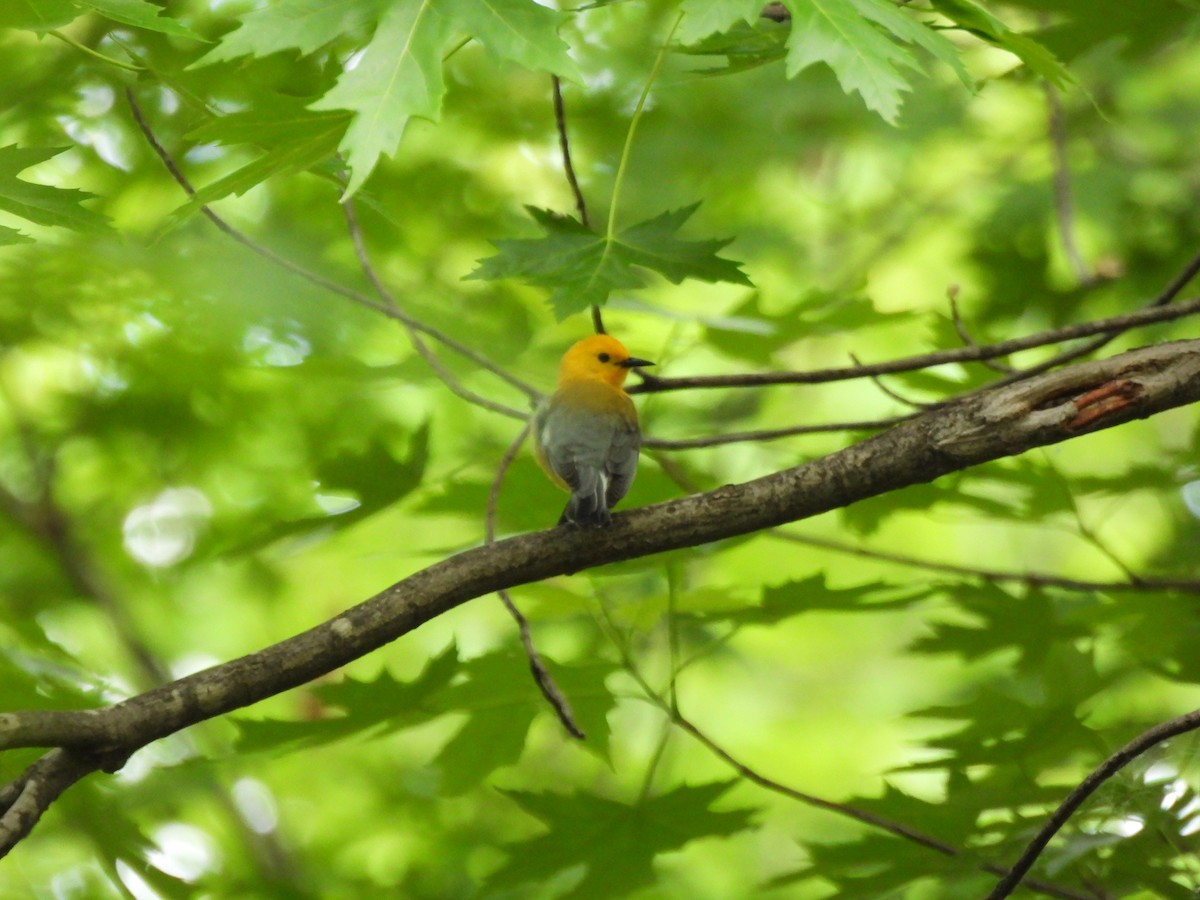 Prothonotary Warbler - ML620558588