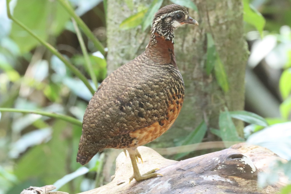 Sabah Partridge - ML620558589