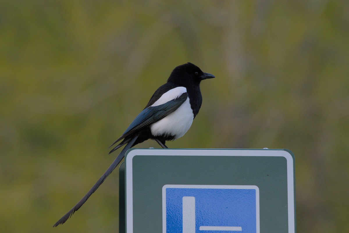 Black-billed Magpie - ML620558590