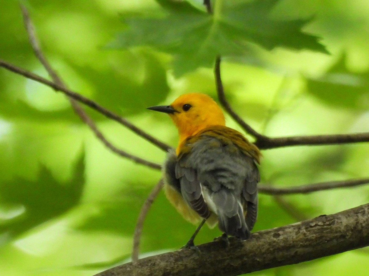 Prothonotary Warbler - ML620558591